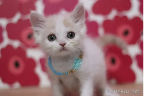 成約済の東京都のマンチカン-101535の5枚目